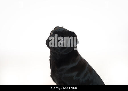 Black pug in uno studio con un sfondo bianco Foto Stock