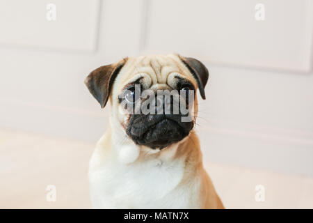 Luce fawn pug in uno studio con un sfondo bianco Foto Stock