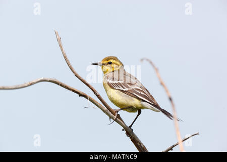 Il citrino Wagtail (Motacilla werae). Denisovo. Rjazan Regione, area Pronsky. La Russia. Foto Stock