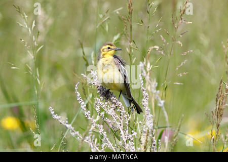 Il citrino Wagtail (Motacilla werae). Denisovo. Rjazan Regione, area Pronsky. La Russia. Foto Stock