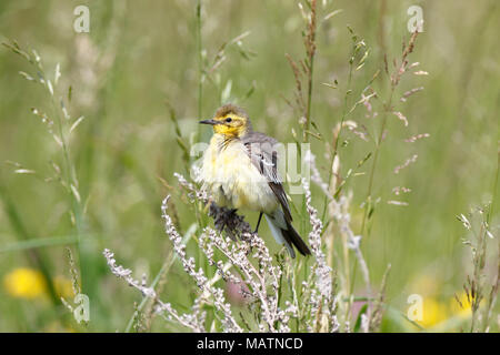 Il citrino Wagtail (Motacilla werae). Denisovo. Rjazan Regione, area Pronsky. La Russia. Foto Stock