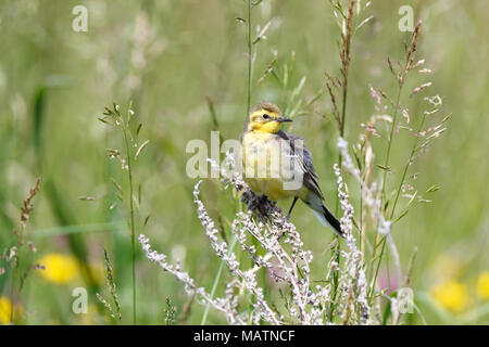 Il citrino Wagtail (Motacilla werae). Denisovo. Rjazan Regione, area Pronsky. La Russia. Foto Stock