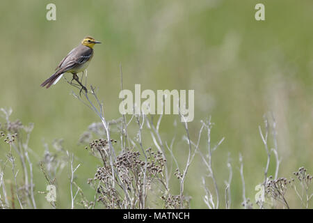 Il citrino Wagtail (Motacilla werae). Denisovo. Rjazan Regione, area Pronsky. La Russia. Foto Stock