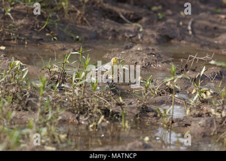 Il citrino Wagtail (Motacilla werae). Denisovo. Rjazan Regione, area Pronsky. La Russia. Foto Stock