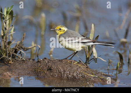 Il citrino Wagtail (Motacilla werae). Denisovo. Rjazan Regione, area Pronsky. La Russia. Foto Stock