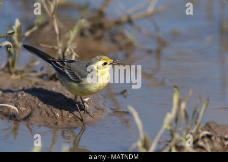 Il citrino Wagtail (Motacilla werae). Denisovo. Rjazan Regione, area Pronsky. La Russia. Foto Stock