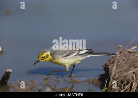 Il citrino Wagtail (Motacilla werae). Denisovo. Rjazan Regione, area Pronsky. La Russia. Foto Stock