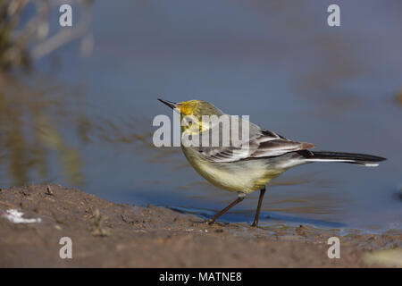 Il citrino Wagtail (Motacilla werae). Denisovo. Rjazan Regione, area Pronsky. La Russia. Foto Stock