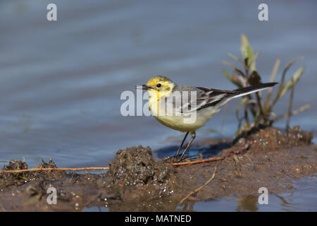 Il citrino Wagtail (Motacilla werae). Denisovo. Rjazan Regione, area Pronsky. La Russia. Foto Stock