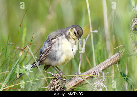 Il citrino Wagtail (Motacilla werae). Denisovo. Rjazan Regione, area Pronsky. La Russia. Foto Stock