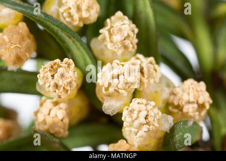 Grappoli di fiori maschili del comune albero di Yew Taxus baccata, Marzo 2018 Dorset England Regno Unito Foto Stock