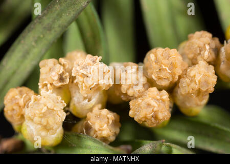 Grappoli di fiori maschili del comune albero di Yew Taxus baccata, Marzo 2018 Dorset England Regno Unito Foto Stock