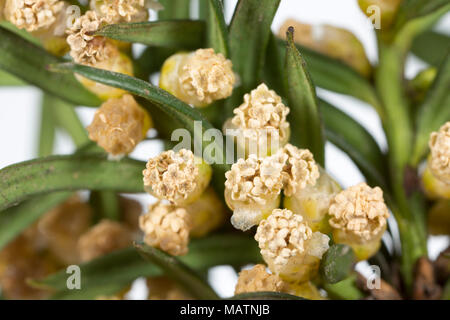 Grappoli di fiori maschili del comune albero di Yew Taxus baccata, Marzo 2018 Dorset England Regno Unito Foto Stock