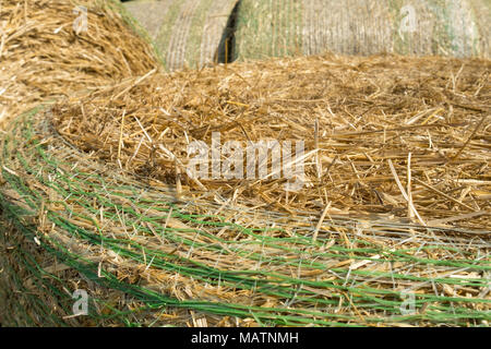 Balle di paglia di grano meccanicamente imballate in un verde maglia di plastica dopo la raccolta. Paesaggio rurale in estate giornata di sole. Concetto di agricoltura. Foto Stock