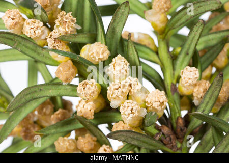 Grappoli di fiori maschili del comune albero di Yew Taxus baccata, Marzo 2018 Dorset England Regno Unito Foto Stock