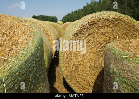 Balle di paglia di grano meccanicamente imballate in un verde maglia di plastica dopo la raccolta. Paesaggio rurale in estate giornata di sole. Concetto di agricoltura. Foto Stock