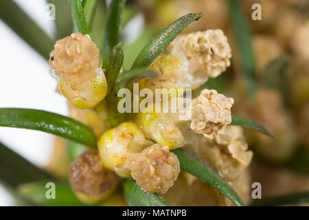 Grappoli di fiori maschili del comune albero di Yew Taxus baccata, Marzo 2018 Dorset England Regno Unito Foto Stock