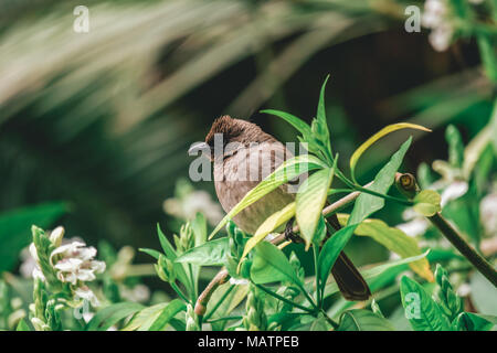 Foto di un comune Bulbul in Marrakech, Marocco Foto Stock