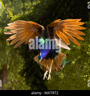 Flying peacock, vista frontale, ala spettacolare display, colorata, fantastica luce, decrescente Foto Stock