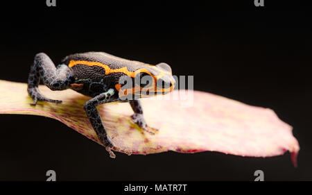 Poison dart frog, Ranitomeya imitatore, Yumbatos. Un piccolo velenoso rain forest animale dell'amazzonia tropicale foresta di pioggia in Perù. Foto Stock