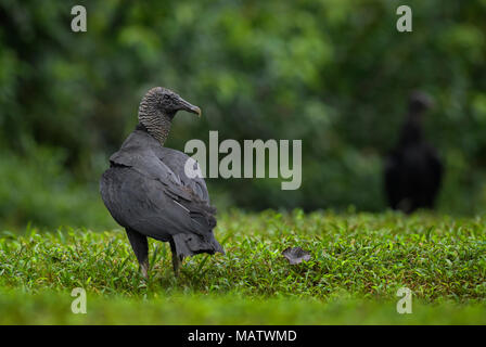 American avvoltoio nero - Coragyps atratus, nero avvoltoio comune dall America Centrale foreste, Costa Rica. Foto Stock