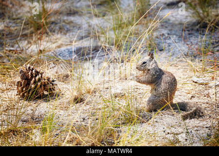 Lo scoiattolo nel Parco Nazionale di Yosemite in California, Stati Uniti d'America. Foto Stock