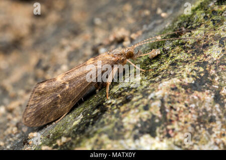 Caddisfly nella famiglia tricotteri, a riposo sul muro di pietra. Tipperary, Irlanda Foto Stock