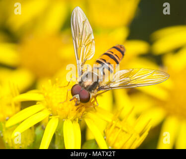 La marmellata di arance Hoverfly (Episyrphus balteatus) alimentazione su erba tossica fiore. Tipperary, Irlanda Foto Stock