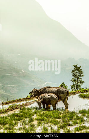 Asien, Südostasien, Nordvietnam, Vietnam, Sapa, Berge, Bergwelt Foto Stock