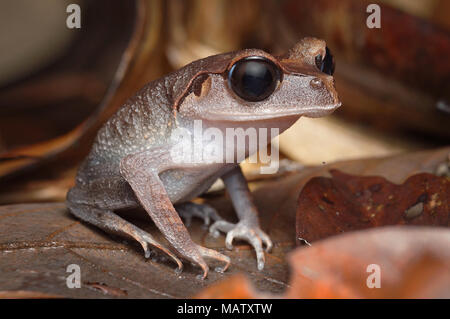 Pianura rana di lettiera Leptobrachium abbotti Foto Stock