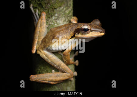 Dark eared raganella Polypedates macrotis Foto Stock