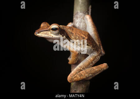 Dark eared raganella Polypedates macrotis Foto Stock