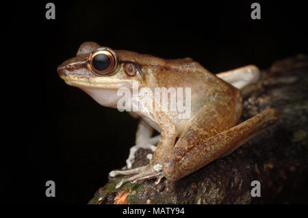 Western torrent rana jerboa Meristogenys Foto Stock