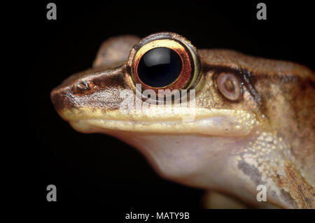 Western torrent rana jerboa Meristogenys Foto Stock