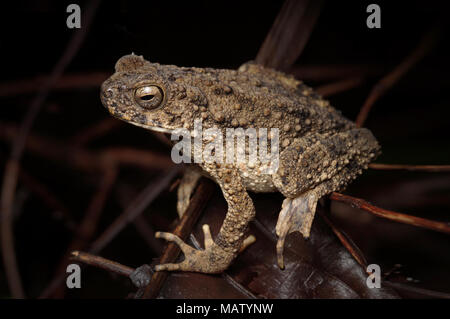 Bufo asper gigante rospo asiatico Foto Stock