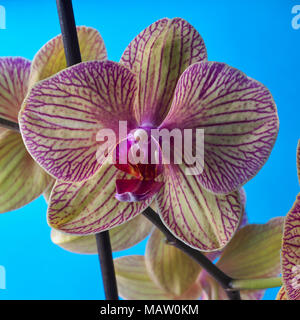 Primo piano della Phalaenopsis orchid, Phalaenopsis Baldan Caleidoscopio 'tesoro d'Oro", sul cielo blu sullo sfondo Foto Stock