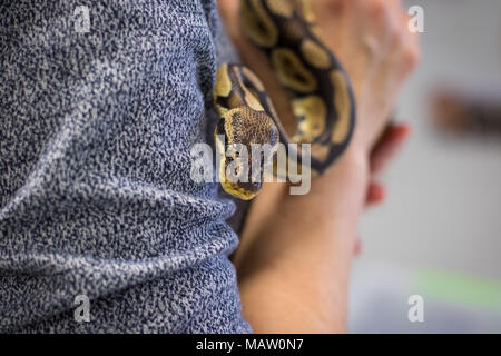 Un adulto ball python tenutasi a una donna di mani Foto Stock