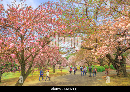 Tokyo, Giappone - 17 Aprile 2017: la gente camminare in Shinjuku giardino durante la tarda fioritura dei ciliegi. Shinjuku Gyoen è il posto migliore per ammirare la fioritura dei ciliegi che fioriscono in tempi diversi durante la primavera. Foto Stock