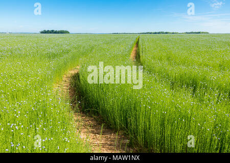 Ampio campo di lino in fiore in primavera Foto Stock