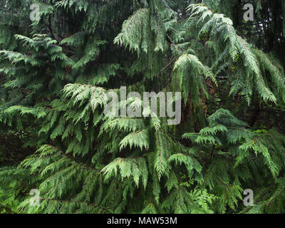 Il Nootka cypress classificati come Chamaecyparis nootkatensis o Cupressus nootkatensis, close up di fogliame, Rogaland Arboret park a Sandnes Norvegia Foto Stock