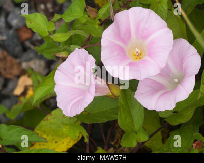 Convolvulus arvense, campo centinodia, rosa luminoso sul lato di una strada in Oslo Norvegia Foto Stock