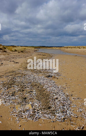 Rspb riserva naturale, titchwell, North Norfolk, Inghilterra Foto Stock