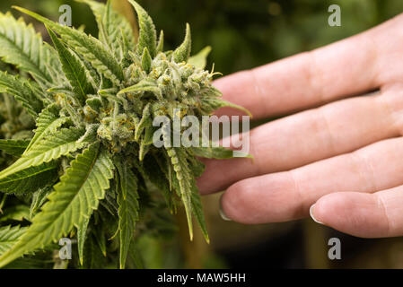 Una stretta di mano persone toccando un medico di marijuana impianto in una sala di crescere in Oregon. I fiori, tricomi e cristalli di THC sono visibili. Foto Stock