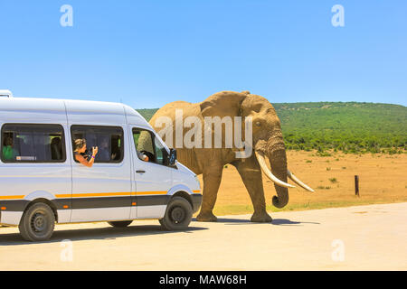 Addo, Sud Africa - Gennaio 3,2014: turistici donna fotografare un elefante africano da una gita in autobus in Addo Elephant Park in Sud Africa. Elephant passeggiate nella parte anteriore di un pickup in un safari in Africa Foto Stock