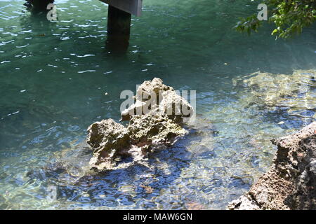 Letto di corallo vicino al molo in Roatan Island Honduras Foto Stock