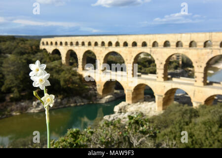 Wild miniaturizzati o dwarf narcisi crescente vicino al Pont du Gard Acquedotto Romano vicino a Nimes in Francia. Foto Stock