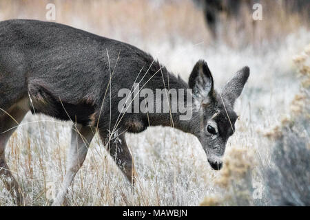 Young Mule Deer pascolare appena prima del tramonto. Foto Stock