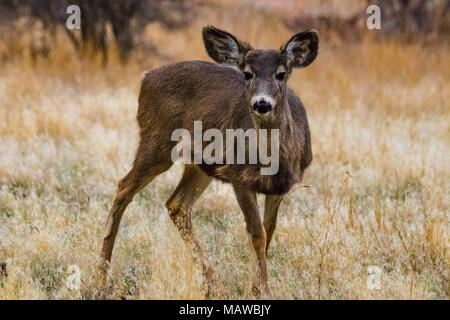 Young Mule Deer pascolare appena prima del tramonto. Foto Stock