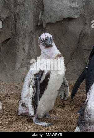 Carino pinguini Humboldt in piedi la sabbia presso lo Zoo di Denver Foto Stock