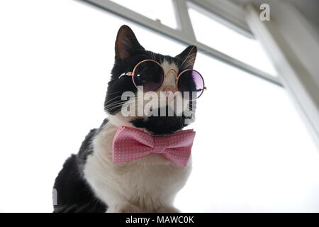 Bianco & nero gatto con gli occhiali e il filtro bow tie Foto Stock